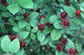 Carolina Allspice Plant in Quart Pot - Calycanthus 'Sweetshrub' - Aromatic Deciduous Shrub for Gardens Zones 4-9