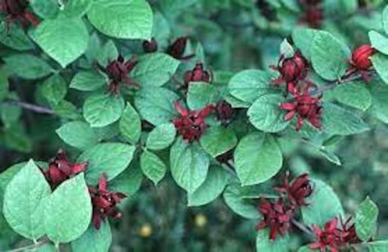 Carolina Allspice Plant in Quart Pot - Calycanthus 'Sweetshrub' - Aromatic Deciduous Shrub for Gardens Zones 4-9