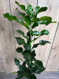 Kaffir Lime Tree in 1/2 Gallon Pot | Citrus Hystrix Makrut | Thai Lime for Cooking & Culinary Herbs