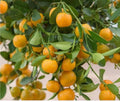 Calamondin Tree in 1/2 Gallon Pot – Citrus × microcarpa Hybrid Fruit Tree for Florida Shipping