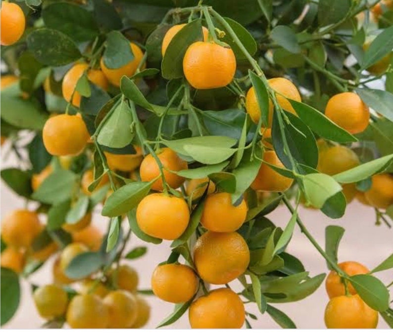 Calamondin Tree in 1/2 Gallon Pot – Citrus × microcarpa Hybrid Fruit Tree for Florida Shipping