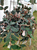 Polynesian Ivy Plant - Small Rooted Hoya spp. with Free Cutting, Indoor/Outdoor Greenery, Easy Care, Warmer Zones
