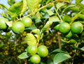 Key Lime Tree in 1/2 Gallon Pot | Grafted Citrus aurantiifolia | Edible Ornamental Citrus | Florida Shipping