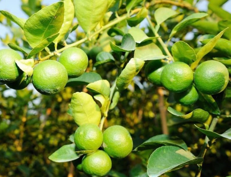 Key Lime Tree in 1/2 Gallon Pot | Grafted Citrus aurantiifolia | Edible Ornamental Citrus | Florida Shipping