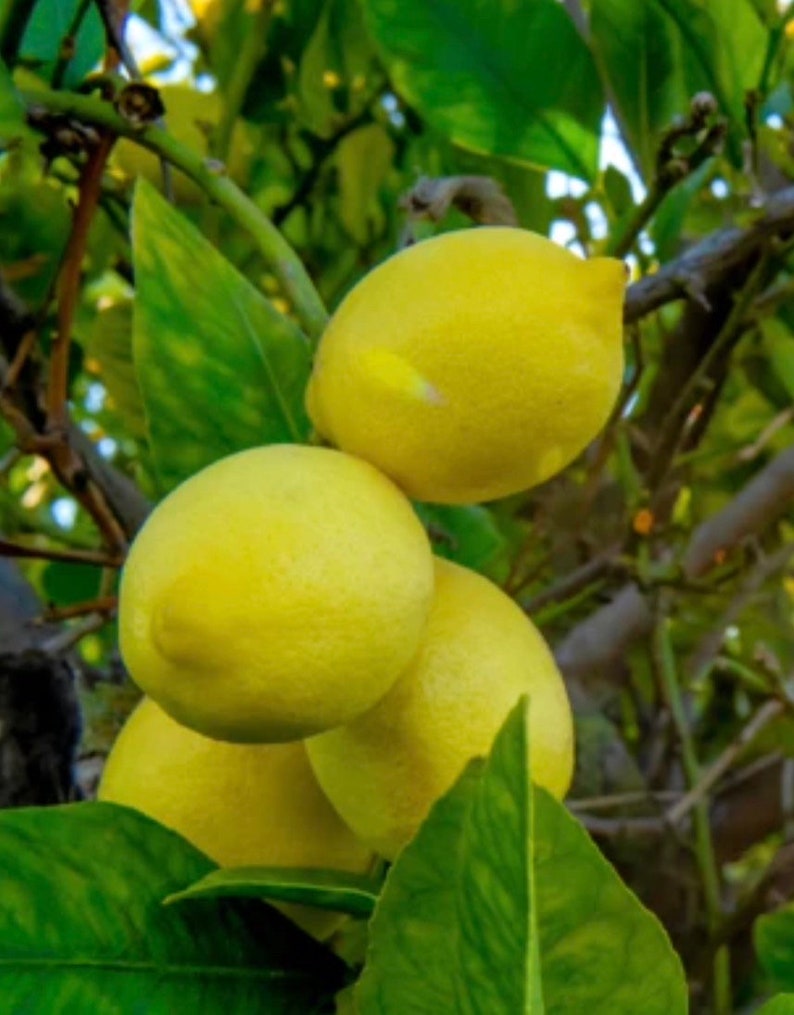 Harvey Lemon Tree Grafted Citrus x limonia in 1/2 Gallon Pot Cold-Hardy Lemon for Container or Garden