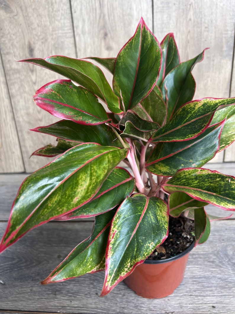 Aglaonema Siam Aurora Indoor Houseplant 6" Pot Low Light Tolerant Easy Care Tropical Plant