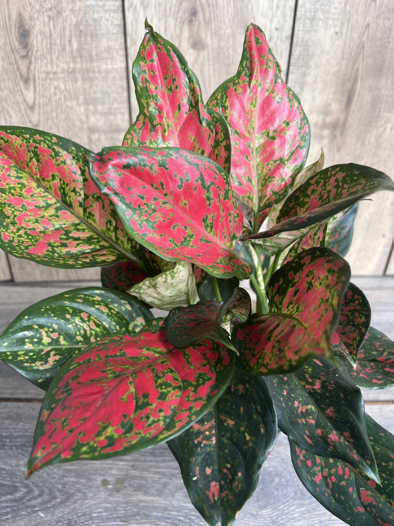 Aglaonema Wishes Plant in 6" Pot – Variegated Houseplant with Green, Pink & Cream Leaves, Indoor Decor, Aglaonema commutatum
