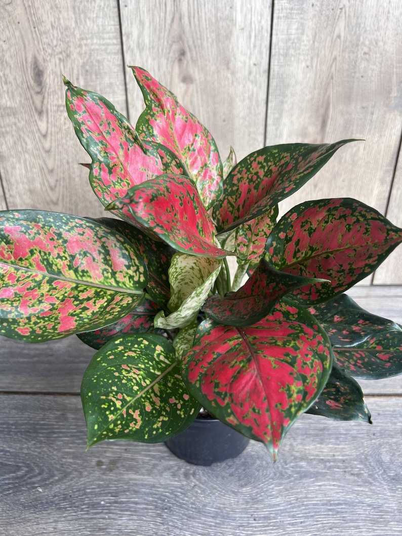 Aglaonema Wishes Plant in 4" Pot, Red Valentine Chinese Evergreen, Indoor Houseplant, Easy Care, Low Light Tolerant, Air Purifying
