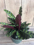 Rattlesnake Plant 4" Pot - Calathea lancifolia - Indoor Ornamental Houseplant with Decorative Leaves