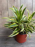 Dracaena reflexa Song of India Indoor Plant 6" Pot Tropical Houseplant Green Yellow Foliage Easy Care