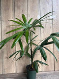 Rhapis Palm 6" Pot, Lady Palm, Air Purifying Indoor/Outdoor Tropical Houseplant, Rhapis excelsa, Non-Toxic to Pets