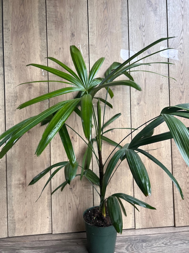 Rhapis Palm 6" Pot, Lady Palm, Air Purifying Indoor/Outdoor Tropical Houseplant, Rhapis excelsa, Non-Toxic to Pets