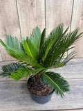 King Sago Palm 6-Inch Pot | Cycas revoluta | Ornamental Indoor & Outdoor Drought Tolerant Plant
