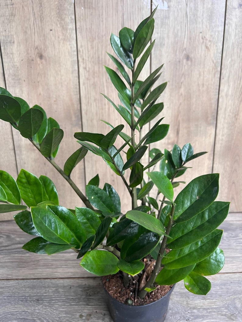 ZZ Plant in 6" Pot, Zamioculcas Zamiifolia, Low Light Drought Tolerant Indoor Plant, Easy Care Houseplant