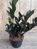 Black Raven ZZ Plant 6" Pot | Zamioculcas zamiifolia Raven Indoor Houseplant | Low Maintenance, Air-Purifying, Dark Green Foliage