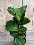 Ficus Lyrata Bambino Indoor Plant in 6" Pot | Air Purifying Houseplant | Easy Care Fiddle Leaf Fig