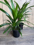 Pandan Plant in 4" Pot | Aromatic Pandanus | Culinary Herb with Fresh Leaves | Pandanus amaryllifolius