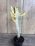 Ghost Cactus 4-Inch White Variegated Euphorbia Lactea Succulent Plant for Indoor & Outdoor Decor