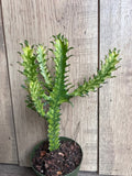 Euphorbia Lactea Variegated Succulent in 4" Pot, Dragon Bone, Rare Lacei Variegata, Indoor Cactus Alternative, Unique Plant