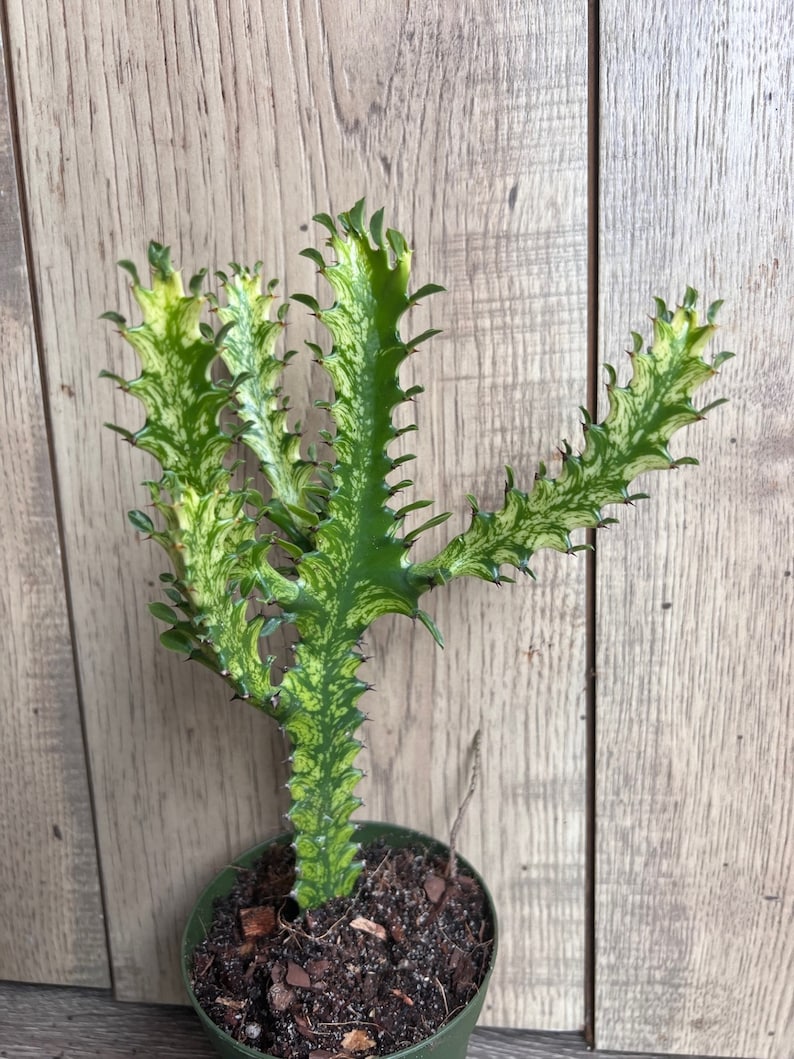Euphorbia Lactea Variegated Succulent in 4" Pot, Dragon Bone, Rare Lacei Variegata, Indoor Cactus Alternative, Unique Plant