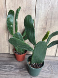 Prickly Pear Cactus in 4" Pot | Opuntia Edible Plant | Paddle Cactus for Indoor & Outdoor Gardens