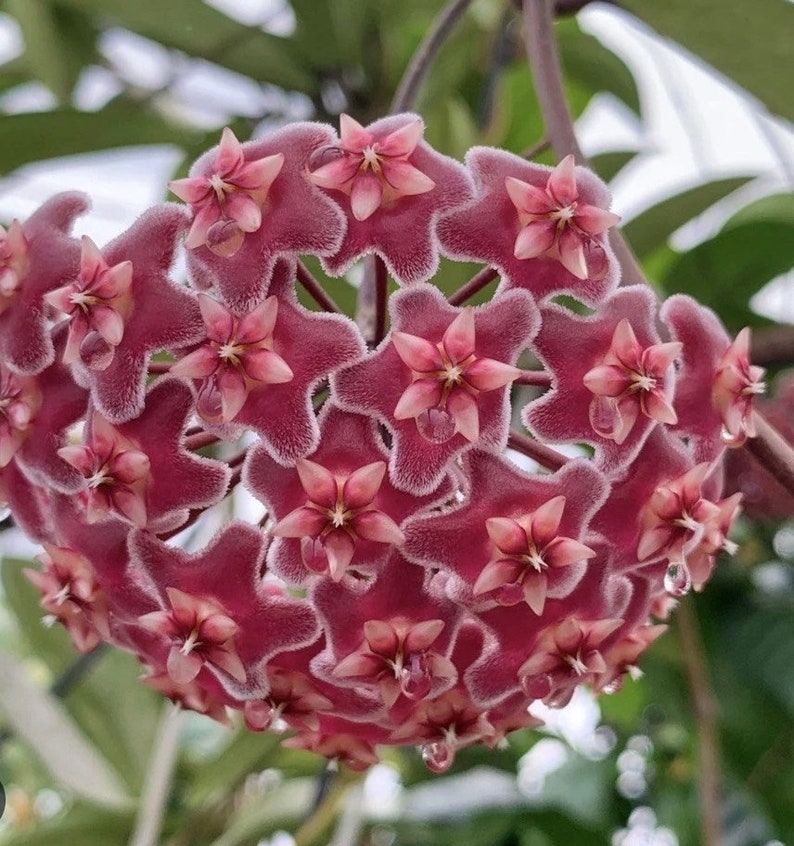 Hoya Pubicalyx Splash Indoor Plant in 6" Pot with Hoop, Waxy Variegated Leaves & Dark Pink Flowers