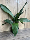 Cast Iron Plant 6" Pot Aspidistra elatior Low Light Indoor Outdoor Drought Tolerant Green Foliage
