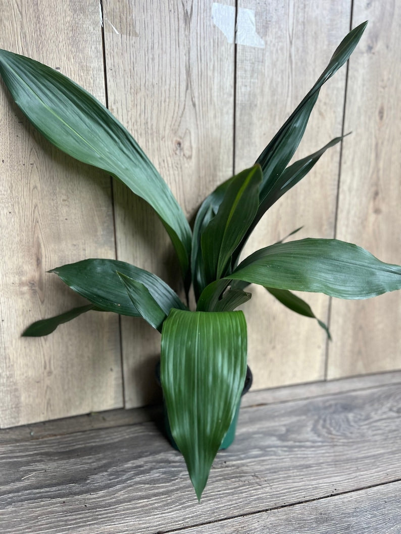 Cast Iron Plant 6" Pot Aspidistra elatior Low Light Indoor Outdoor Drought Tolerant Green Foliage