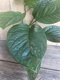 Monstera Pinnatipartita Plant in 6" Pot | Tropical Climbing Aroid for Indoor & Outdoor Growth