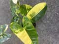 Variegated Philodendron 'Burle Marx' Indoor Plant in 4" Pot - Low Maintenance Houseplant for Home Decor