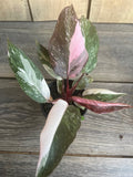 Philodendron Pink Princess Marble 4" Pot – High Variegation, Pink and Green Foliage, Philodendron erubescens Indoor Plant