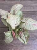 Syngonium Milk Confetti Plant in 4" Pot – Colorful Variegated Houseplant, Easy Care Syngonium podophyllum
