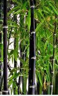 Black Asper Bamboo Plant in 6" Pot, Ornamental Phyllostachys nigra for Gardens & Containers