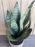 Sansevieria Futura Robusta Plant in 6” Pot – Easy Care Snake Plant, Air Purifying, Sansevieria trifasciata Robust