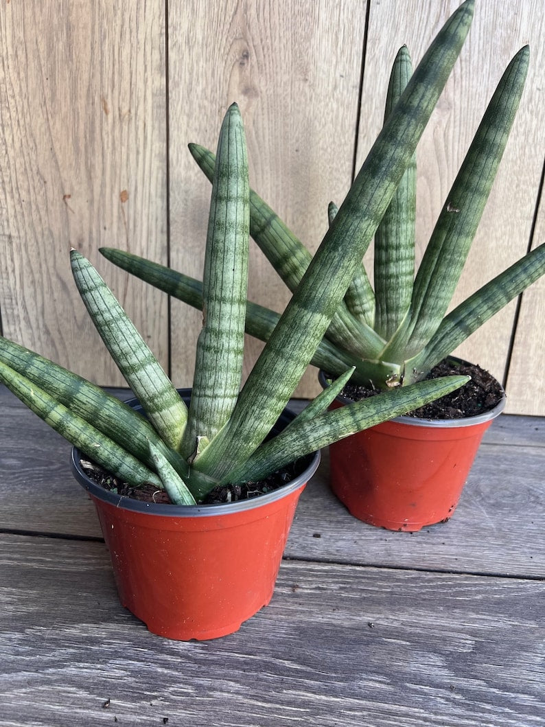 Sansevieria Starfish Plant in 4" Pot, Boncel – Indoor Succulent, Air Purifying Snake Plant, Sansevieria trifasciata