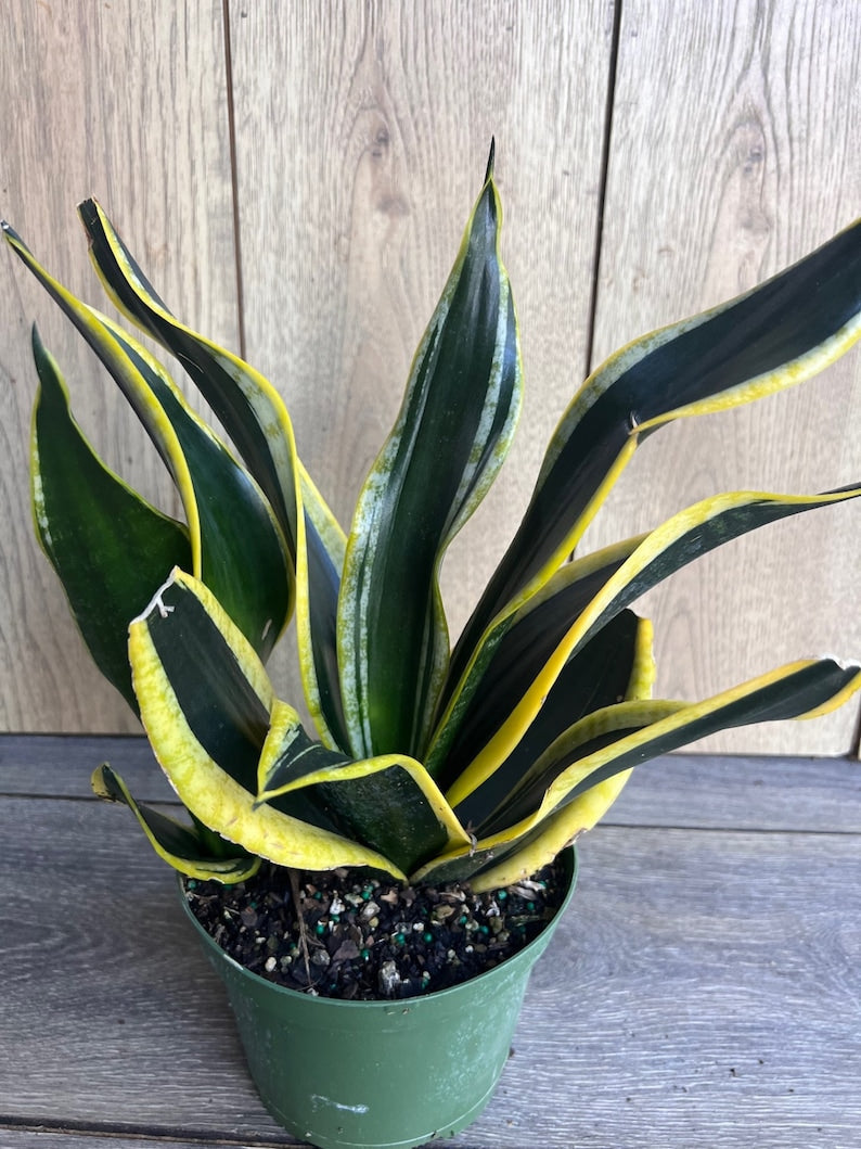 Sansevieria Trifasciata Black Gold Plant in 6" Pot – Indoor Snake Plant with Yellow Edges – Easy Care Houseplant for Beginners