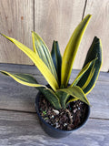 Golden Flame Sansevieria 6" Pot | Snake Plant | Sansevieria trifasciata | Indoor Air Purifying Houseplant