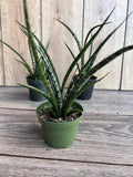 Sansevieria Fernwood Mikado 4" Pot | Live Air Purifying Snake Plant | Drought Tolerant Indoor Houseplant
