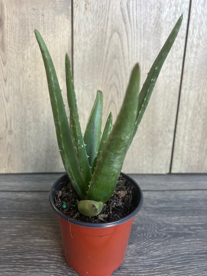 Aloe Vera Plant in 4" Pot – Indoor Succulent, Healing Aloe barbadensis Miller, Low Maintenance Houseplant