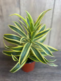 Song of India Plant 4-Inch Pot Dracaena reflexa Indoor Decorative Houseplant Green and Yellow Foliage