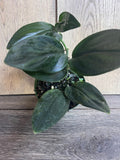 Scindapsus Treubii Dark Form Houseplant 4" Pot, Rare Indoor Tropical Vine, Low Light Tolerance, Dark Leaf Plant