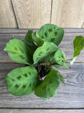 Maranta Leuconeura Green 4-Inch Pot | Herringbone Prayer Plant | Indoor Houseplant | Non-Toxic to Pets