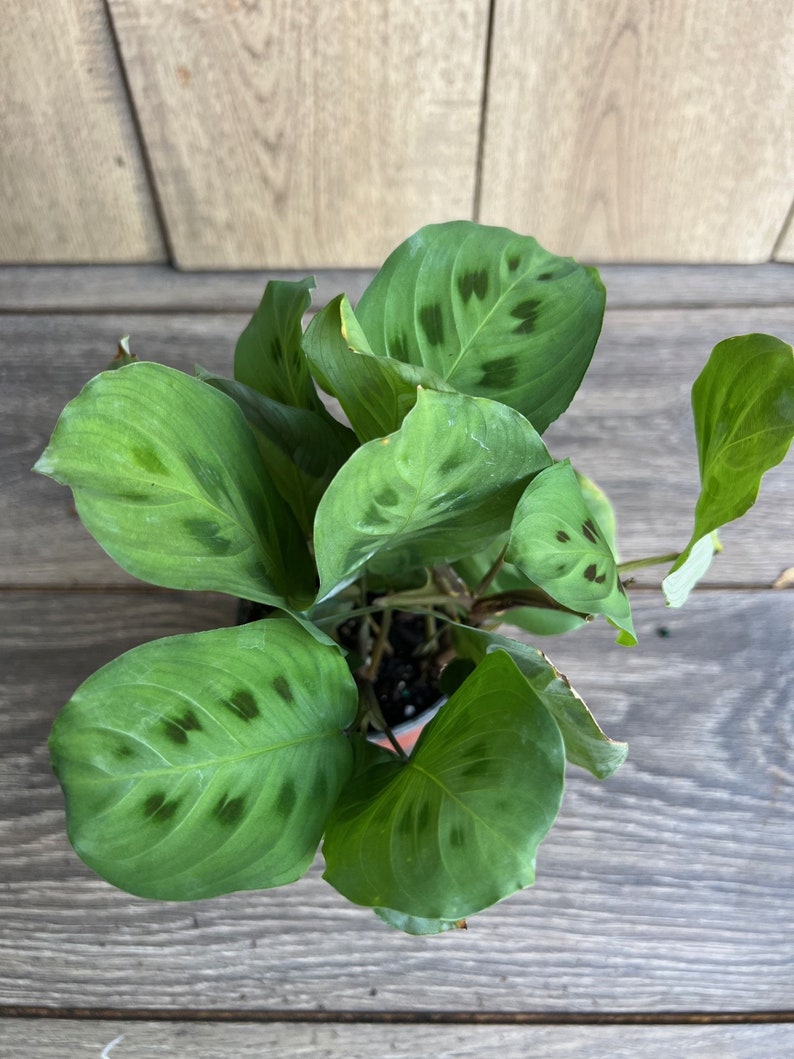 Maranta Leuconeura Green 4-Inch Pot | Herringbone Prayer Plant | Indoor Houseplant | Non-Toxic to Pets