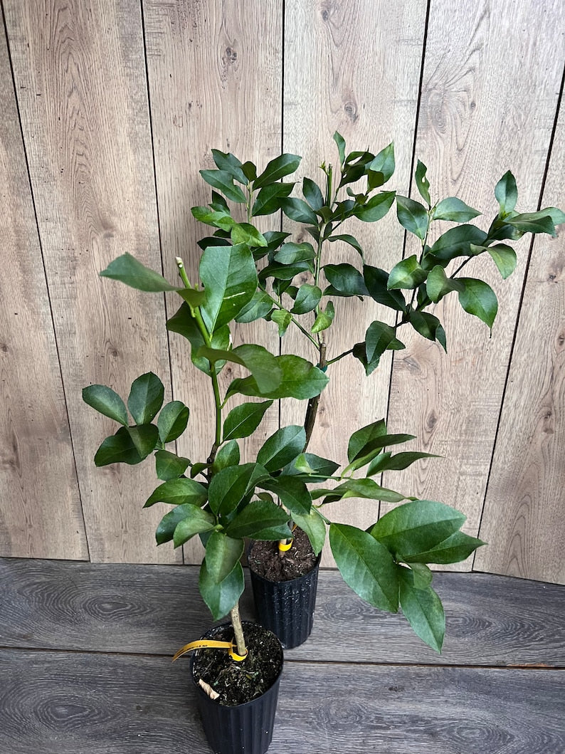 Grafted Harvey Lemon Tree in 1/2 Gallon Pot | Cold-Hardy Citrus Fruit Tree | Citrus × limon 'Harvey'