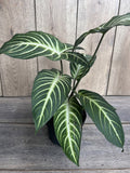 Xanthosoma Lindenii Magnificum Plant in 6" Pot | Caladium Lindenii | Angel Wing Indoor Plant | Araceae Family