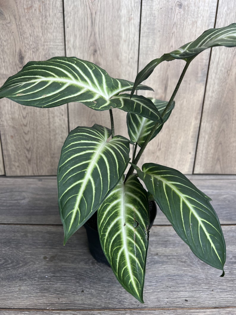 Xanthosoma Lindenii Magnificum Plant in 6" Pot | Caladium Lindenii | Angel Wing Indoor Plant | Araceae Family