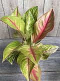 Aglaonema Golden Fluorite Houseplant 6" Pot, Chartreuse Leaves, Air Purifying, Aglaonema sp.
