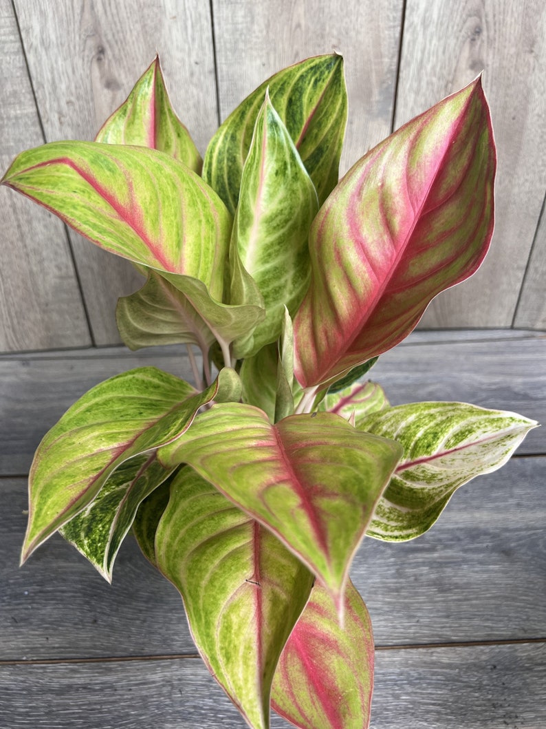 Aglaonema Golden Fluorite Houseplant 6" Pot, Chartreuse Leaves, Air Purifying, Aglaonema sp.