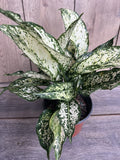 First Diamond Aglaonema Plant in 6" Pot – White Leaves with Green Speckles, Indoor Air Purifying Houseplant