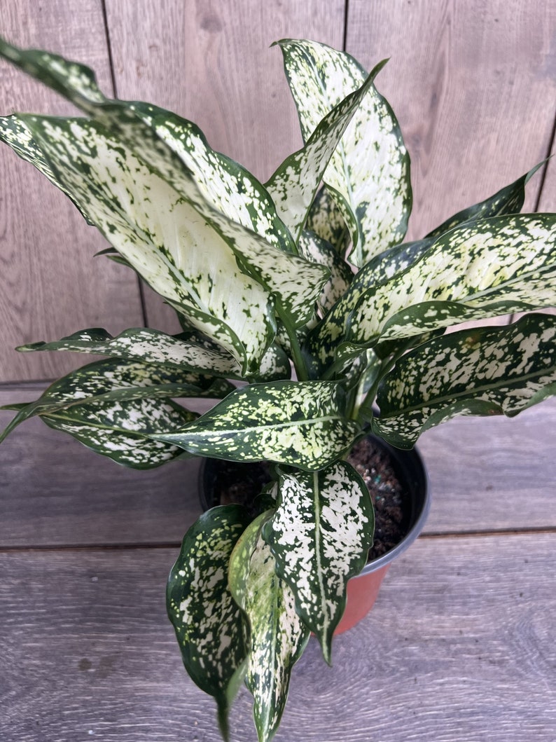 First Diamond Aglaonema Plant in 6" Pot – White Leaves with Green Speckles, Indoor Air Purifying Houseplant
